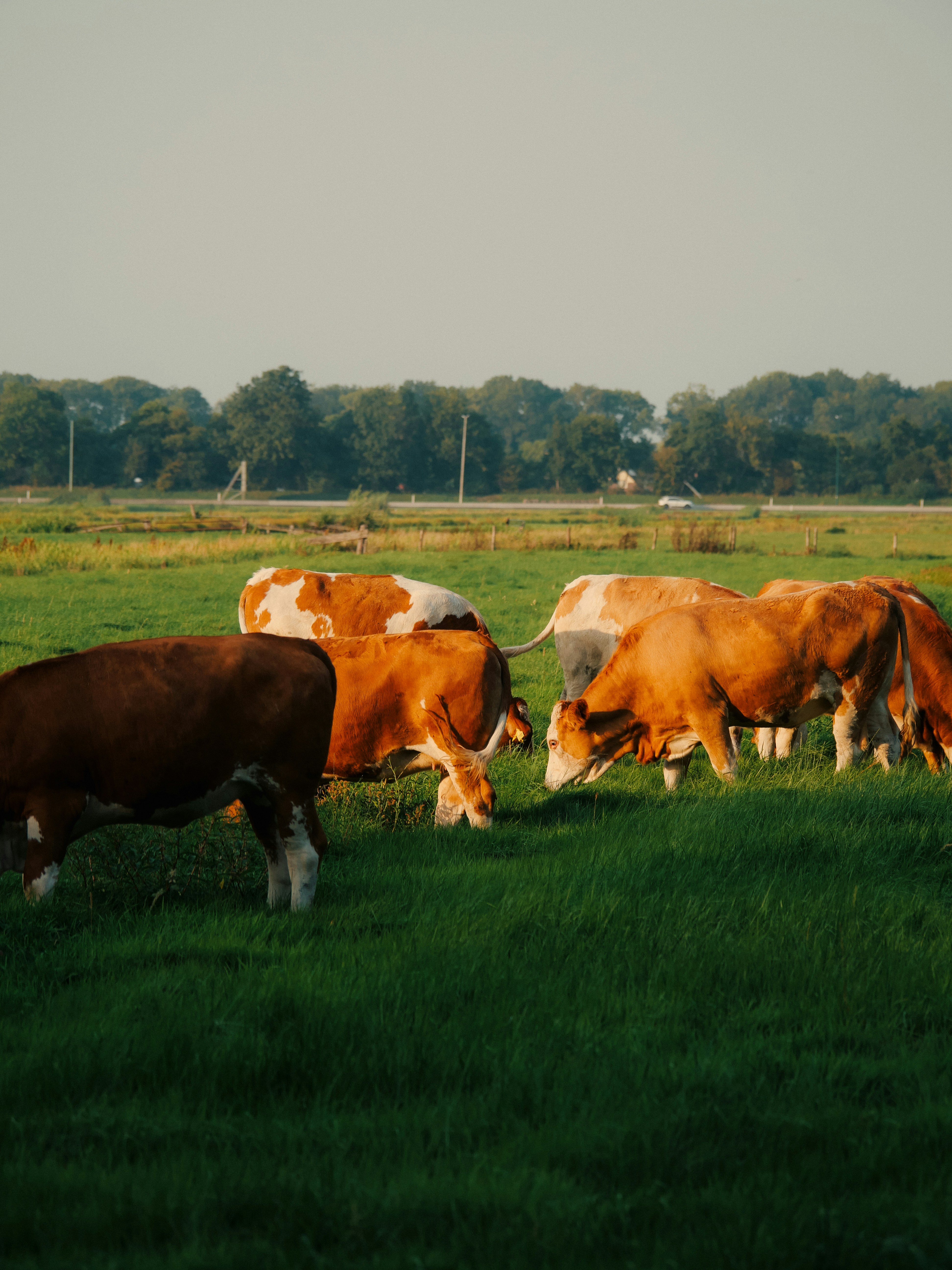 Waarom grasgevoerd vlees meer is dan ‘vlees alleen’